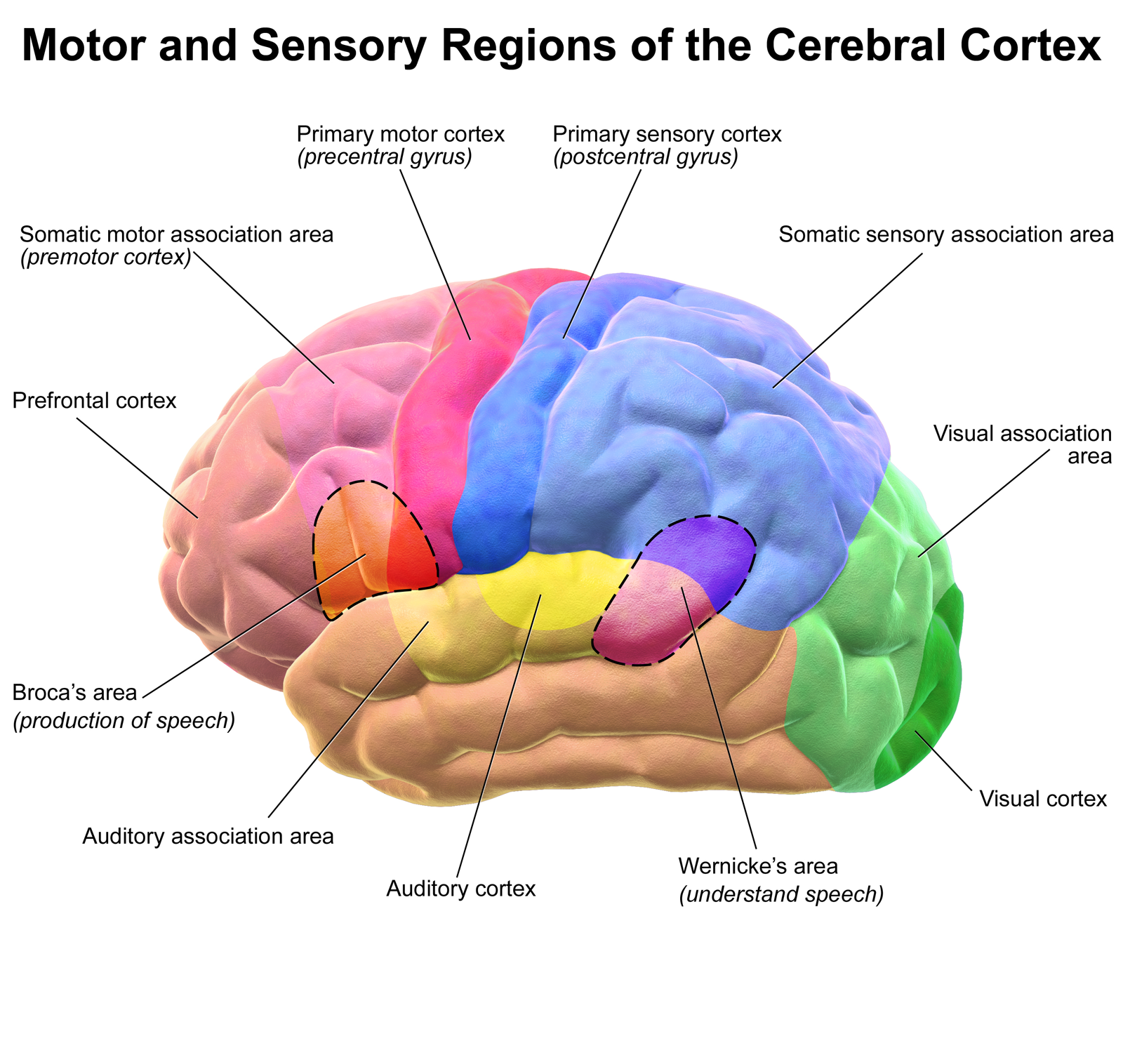 Afbeelding cortex hersenen